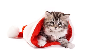 silver tabby cat on red and white cloth